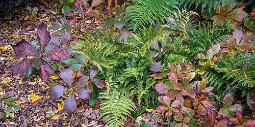 Planting for Shady Places Walk and Talk