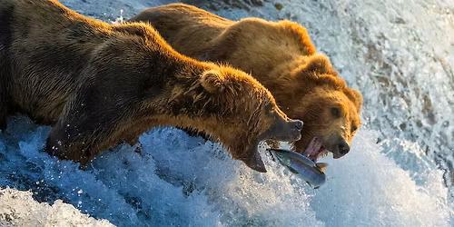 PhotoFest | Fine-Tuning Wildlife Photography with Nate Luebbe