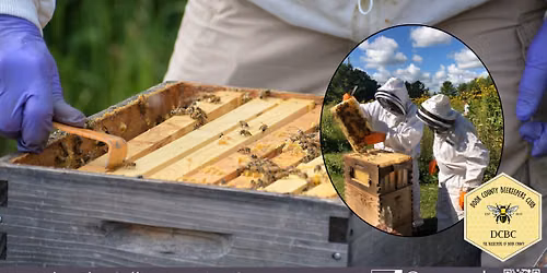 Bee's Knees Honey Workshop: Inside the Hive