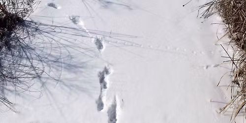 Family Nature Program: Animal Signs