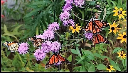 Wilder Gardens Presentation