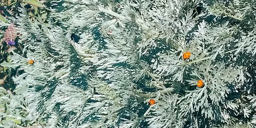 LDG Garden Talk: Pollinator Garden- 