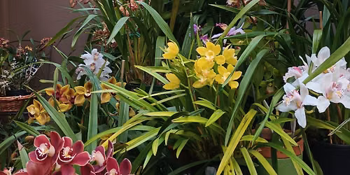2026 Warrnambool Orchid Show - Public Day 2