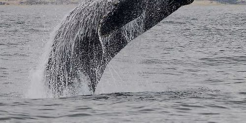 Whales and Dolphins of Monterey Bay, with a Focus on Orca Research
