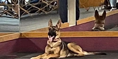 Salina Kennel Club January Classes