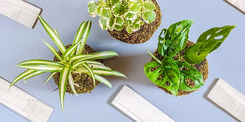 Kokedama moss kingdoms (ages 12-16)