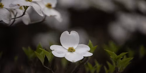 SOLD OUT Native Plant Symposium