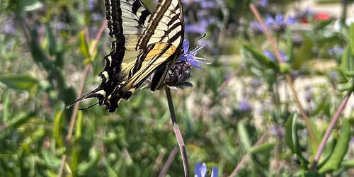 Family Friendly Nature Walk at the Cosumnes River Preserve