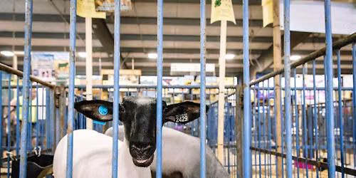Read to Farm Animals at the Fair