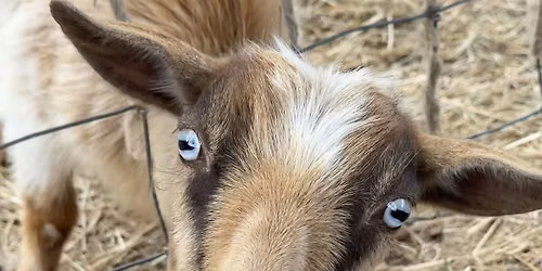 Happy Hooves Goat Yoga