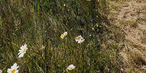 D\u011aTSK\u00dd DEN NA KR\u00c1L\u00cd\u010cKOV\u011a KOPCI V BOHUSLAVIC\u00cdCH