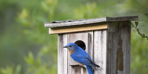 House Hunters: Bluebird Edition