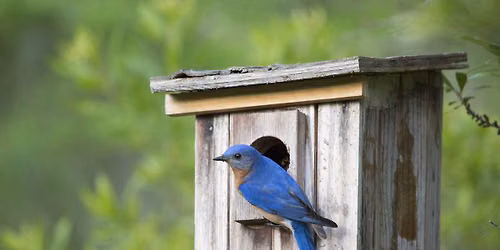 House Hunters: Bluebird Edition