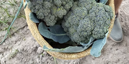 Sustainable vegetable gardening