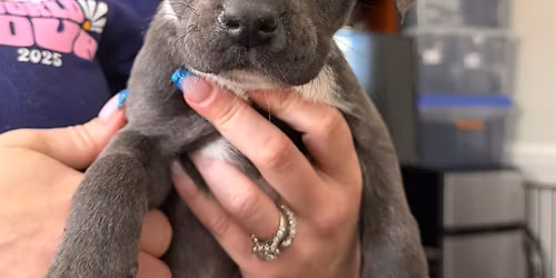 National Puppy Day Meet \u2018n Greet