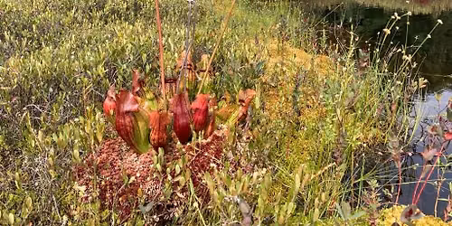 Hawley Bog Walk: Carnivorous Plants, Orchids, and More