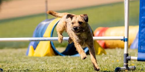 Stage agility sp\u00e9cial haies\/sauts