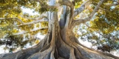 Ancestral Ground: A Maitri Retreat in the Body of the Earth