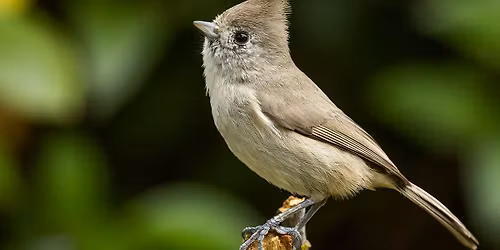 Launch event for In the Shadow of the Bridge: Birds of the Bay Area