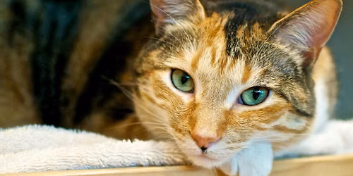 Mahjong 101 With Atlanta Humane
