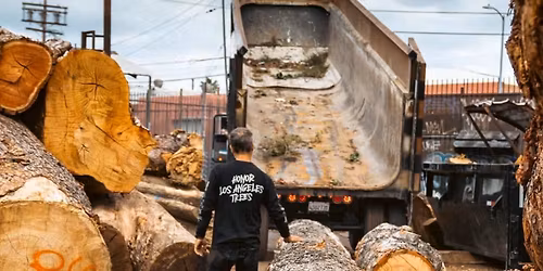 The Lost Trees of Altadena Return Home
