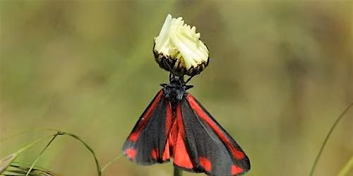 Why we should all love moths