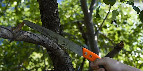 Tending Rock Point - Buckthorn Bonanza