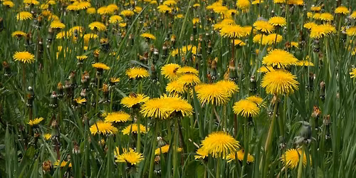 Balade naturaliste : Plantes sauvages et art de la table 