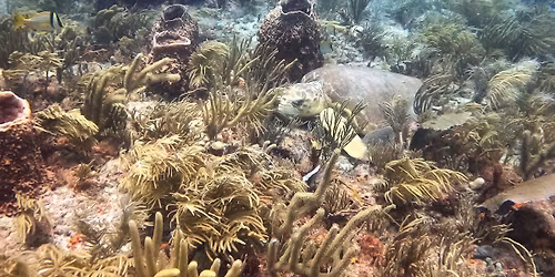 PADI Digital Underwater Photographer