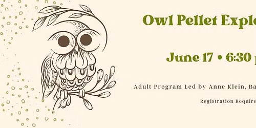 Owl Pellet Exploration