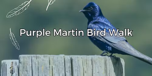 Purple Martin Bird Walk