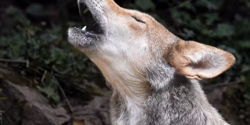 Wolf Howl