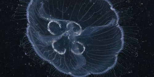 Junior Ecologists (ages 6-9): Jellyfish