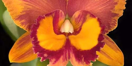 Toowoomba Orchid Society Autumn Show