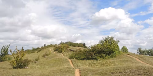 Chantier nature participatif \u00e0 Bouxwiller \u00ab RNR Colline du Bastberg \u00bb (67)