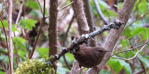 Outer Point Bird Walk