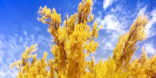 Lake Oconee Fall Farmer's Market