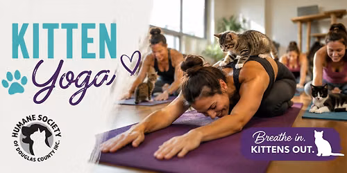 Paw & Poses: July Kitten Yoga