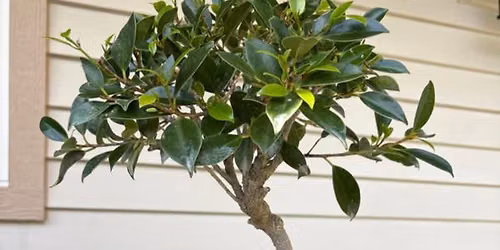Bonsai Class in Grant Park 
