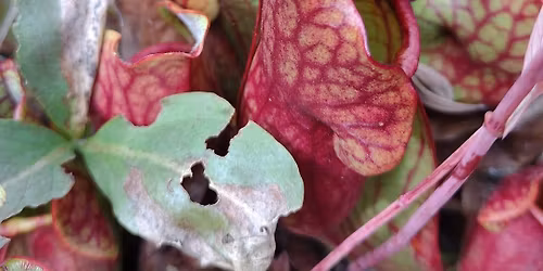 Carnivorous Plants of the North