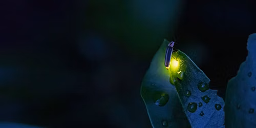 Lightning Bug Light Show