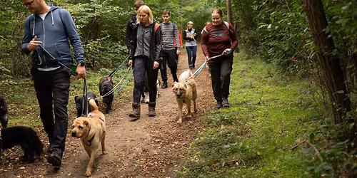 J\u00f3t\u00e9konys\u00e1gi Kuty\u00e1s Kir\u00e1ndul\u00e1s