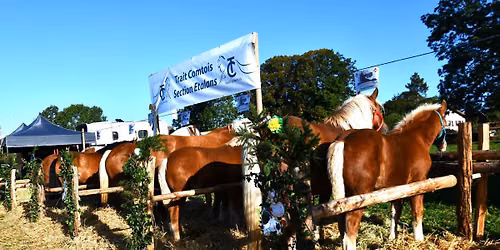 Concours Cheval de Trait comtois Mod\u00e8le et Allure Section \u00c9TALANS