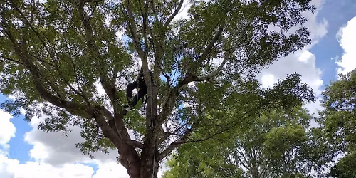 ADVANCED Tree Trimmer Certification - ENGLISH