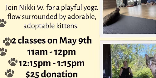 Kitten Yoga