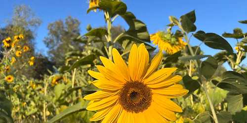 Anticipated Opening Day of Sunny Hollow Sunflowers \ud83c\udf3b
