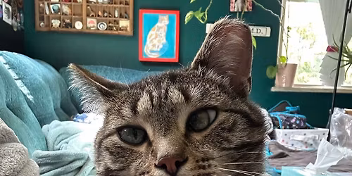 Short Stacks & Cats 2025