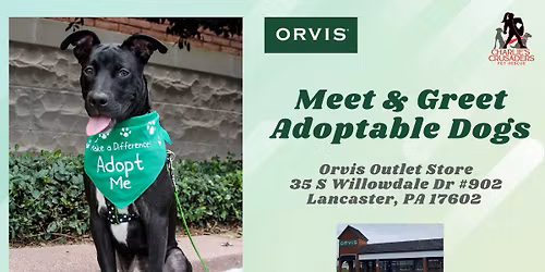 Meet & Greet Adoptable Dogs