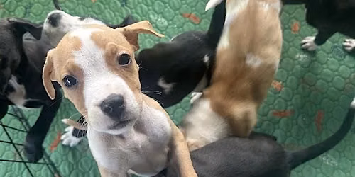 Private Puppy Yoga @ Project Hope Animal Rescue