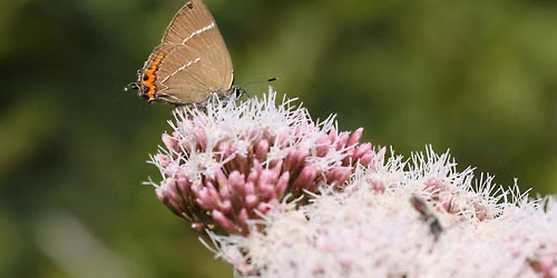 Big Butterfly Count at Nunhead Cemetery